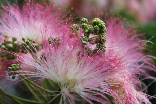 Мимоза цветок розовая