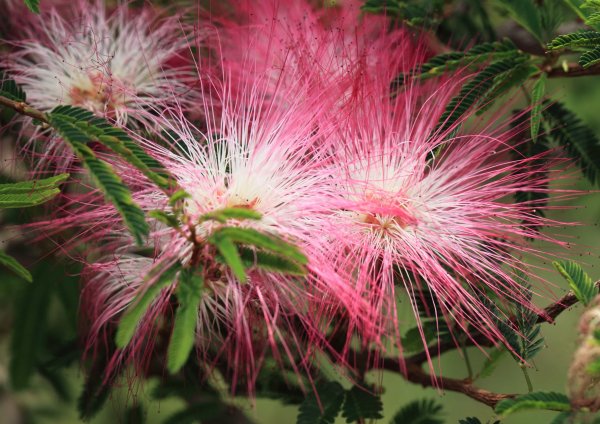 Каллиандра цветок