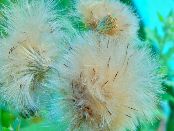 Пушистые цветы название