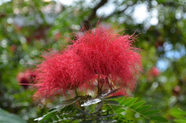 Цветы с пушистыми цветами