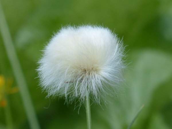 Пушица влагалищная