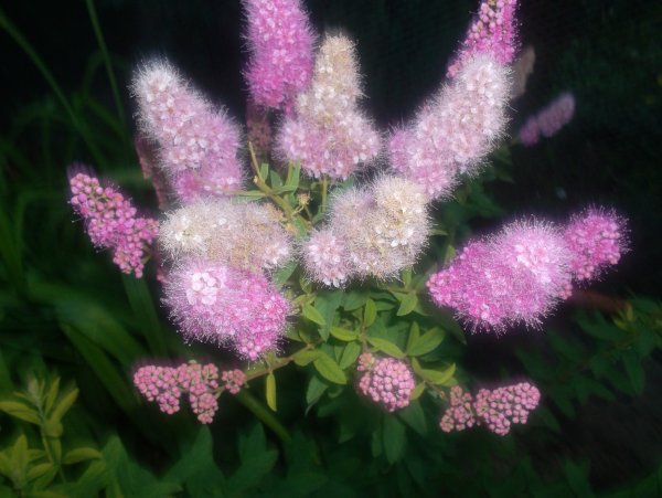 Спирея иволистная розовая