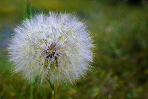 Цветок волосатик