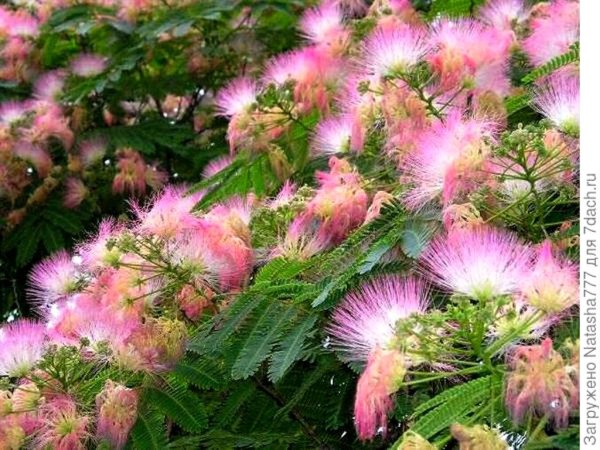 Альбиция ленкоранская саженец