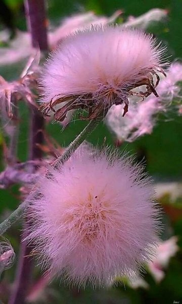 Пушистые цветы