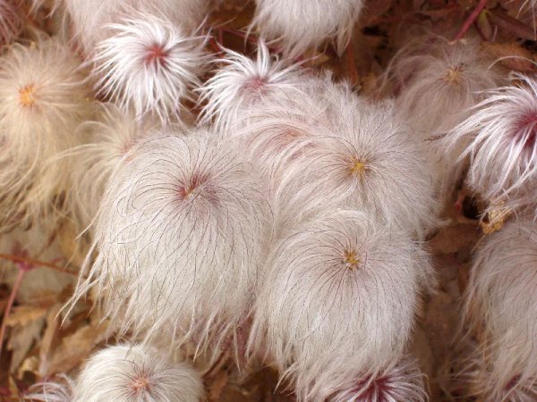 Растение с пушистыми шариками