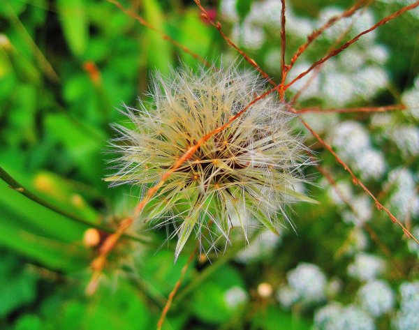 Трава с пушистыми кисточками