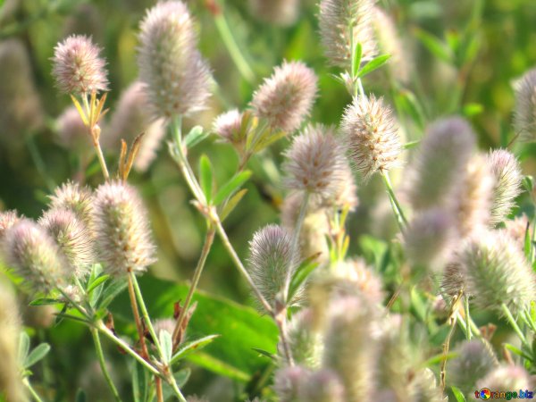 Пушистое маленькое растение