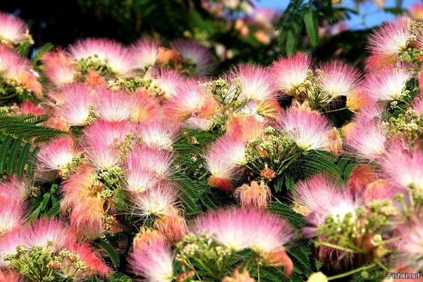 Альбиция ленкоранская ареал