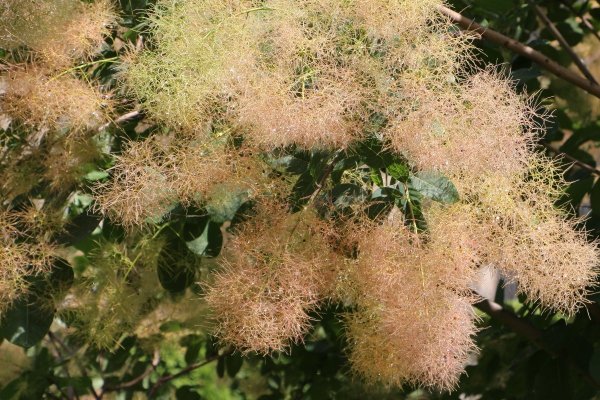 Скумпия Кожевенная