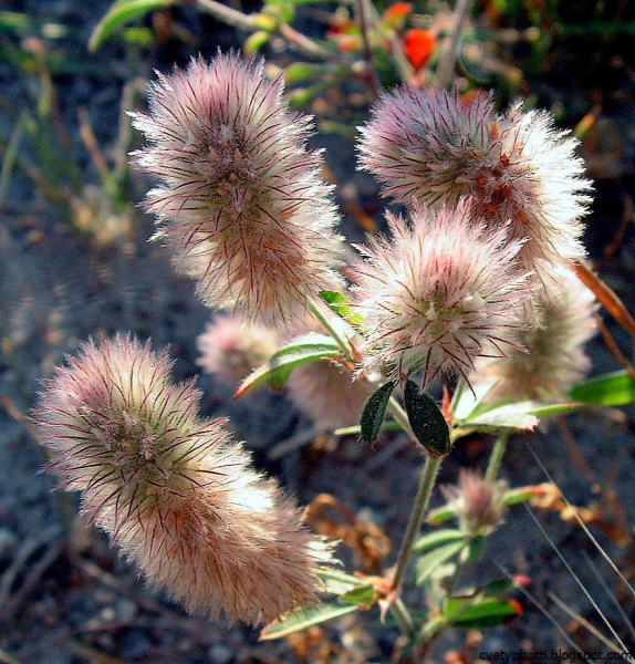 Пушистые цветы