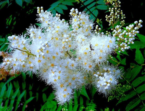 Рябинник рябинолистный цветет