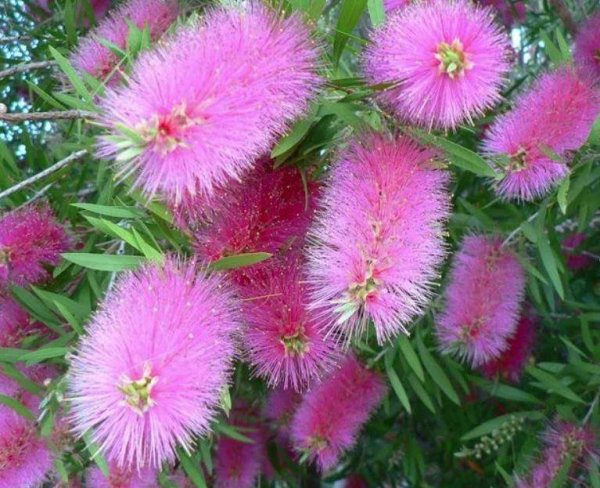 Каллистемон сиреневый