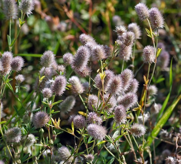 Клевер Пашенный сухоцвет