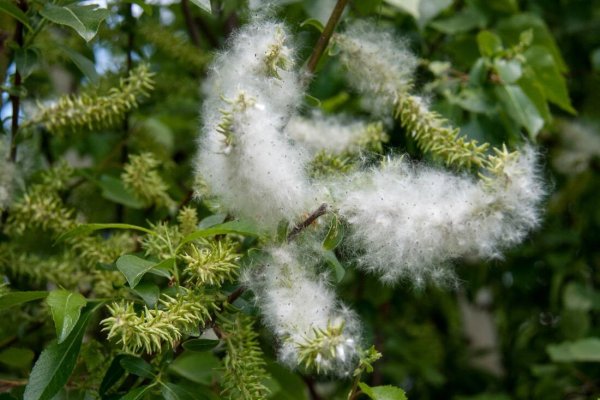 Ива трехтычинковая пух