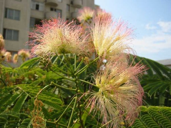 Раноцветущие кустарники Крыма