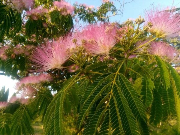 Альбиция ленкоранская Акация дерево
