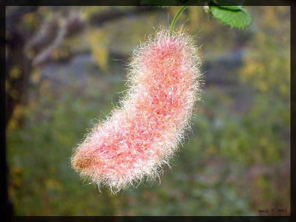 Китайская Мимоза