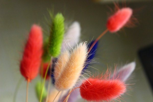 Самая пушистая гусеница