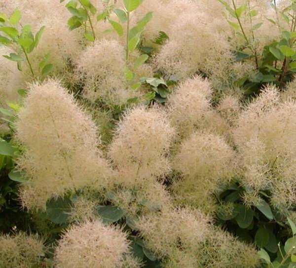 Альбиция (ленкоранская Акация) (Albizia