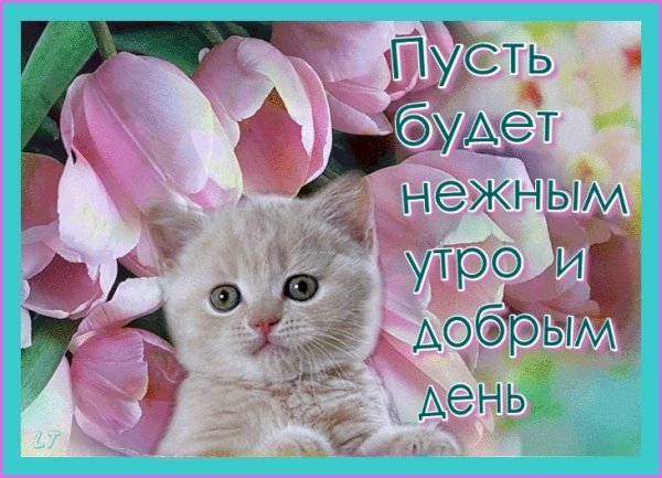 Открытки с добрым утром с котятами