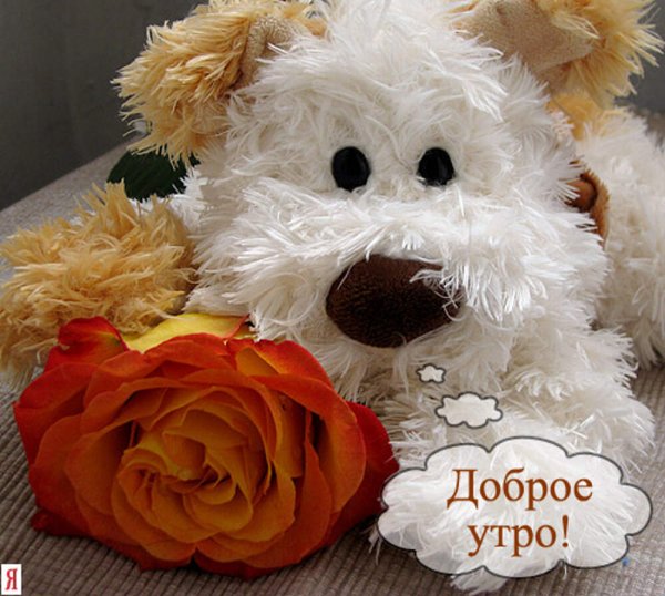 Доброе утро с мягкими игрушками