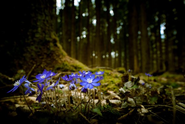 Цветы в лесу