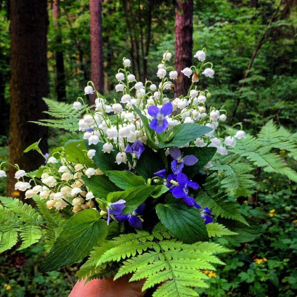 Ландыш первоцвет весенний