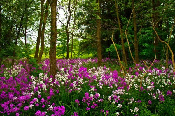 Лесные цветы в саду