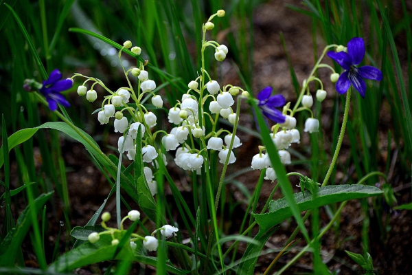 Лесная фиалка Подснежник