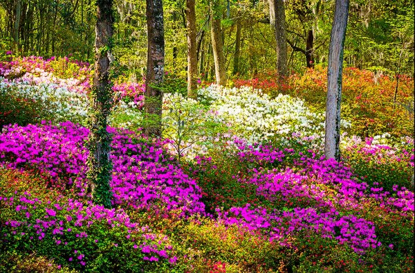 Лесные невысокие цветы