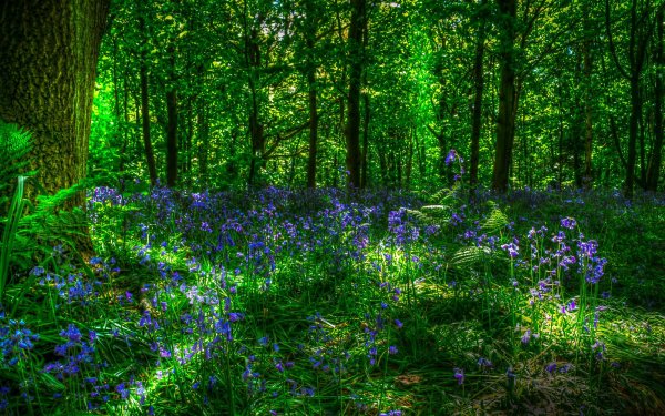 Лесные цветы