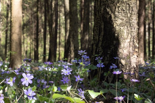 Журавинка Лесные цветы