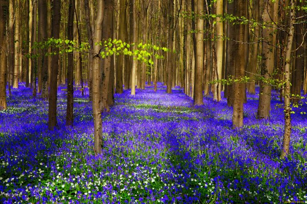 Поляна цветов в лесу