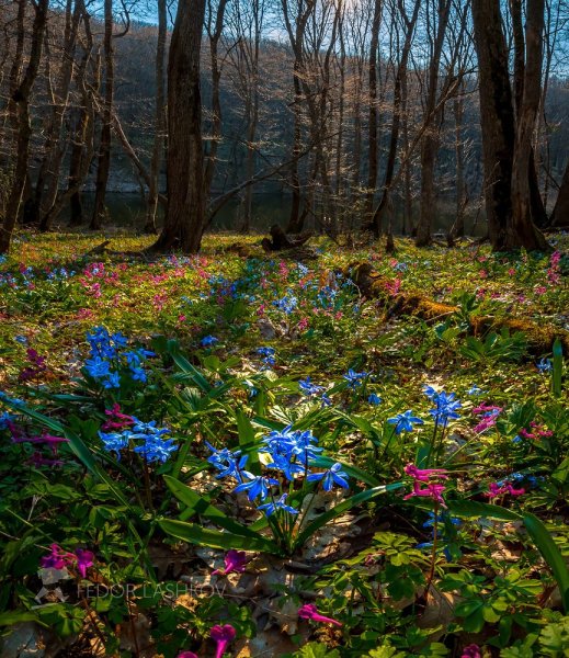Пролеска Сибирская в лесу
