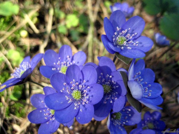 Печеночница ядовитое растение