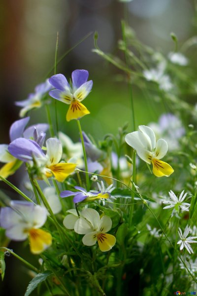 Анютины глазки полевые