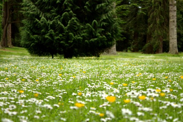 Васильковая Березовая роща