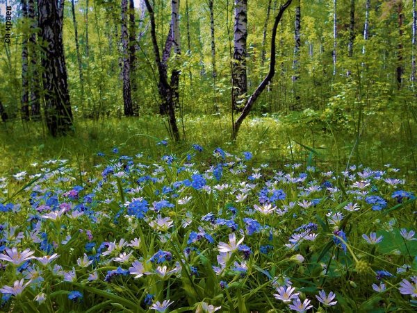 Березки Васильков