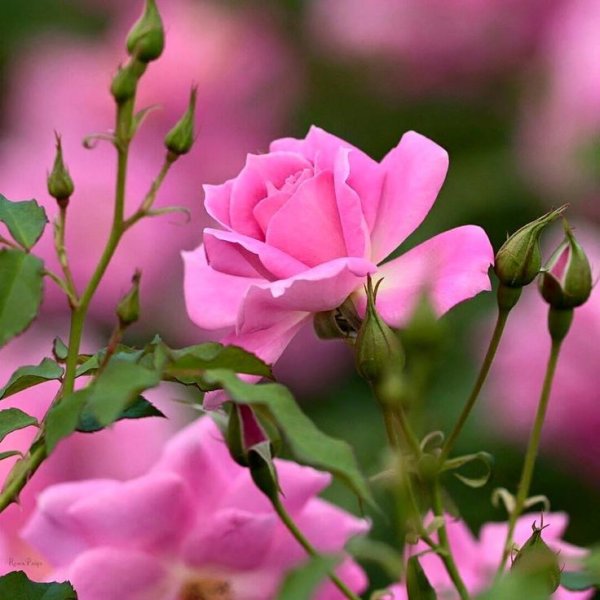 Цветочное настроение