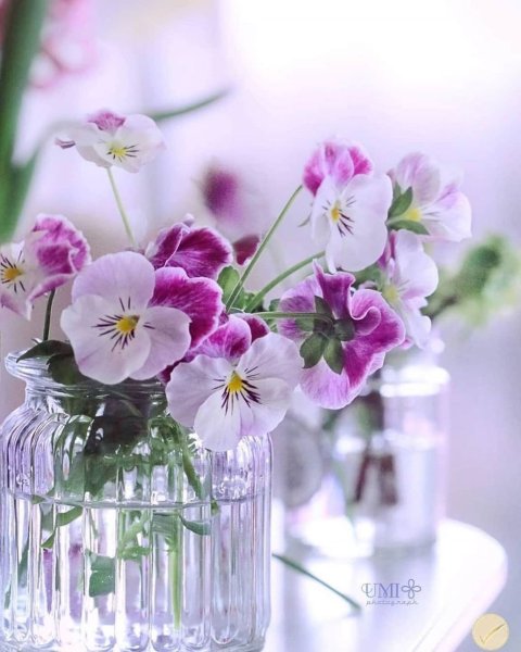 Доброе утро с цветами