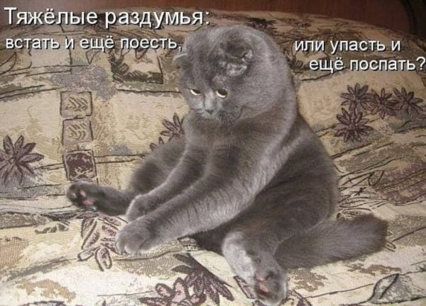 Привези цветочек Аленький