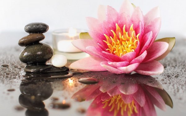 Сакура на темном фоне