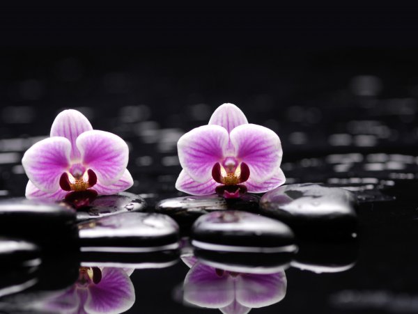 Магнолия дзен