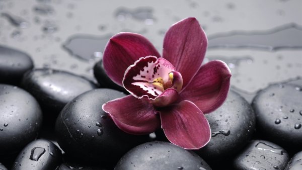 Белые орхидеи на камнях