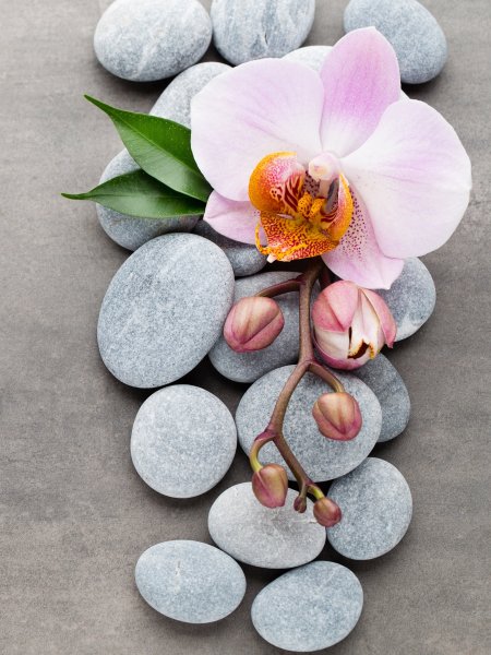 Плюмерия на камнях