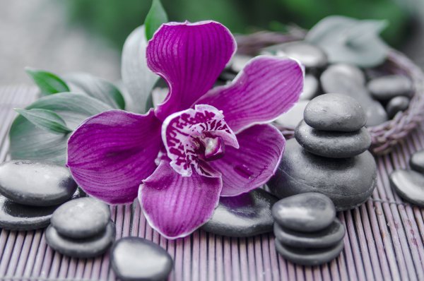 Белые орхидеи на камнях