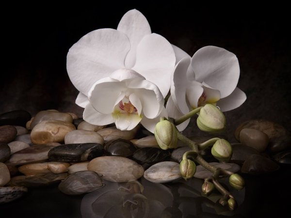 Красивые цветы на камнях