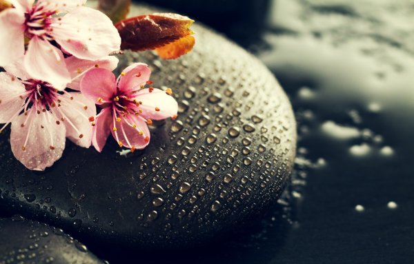 Красивые цветы на камнях