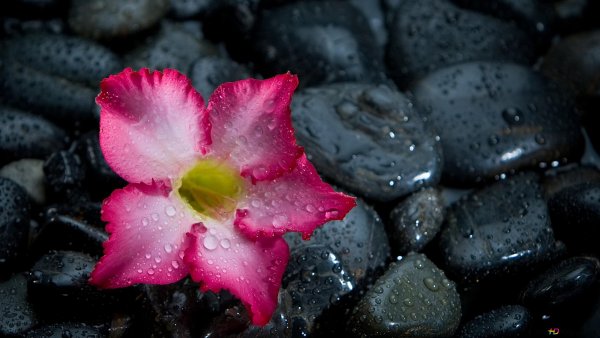 Орхидея и камни